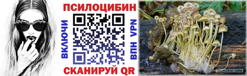 Купить  Алзамай  Псилоцибиновые грибы GOLDEN TEACHER 
